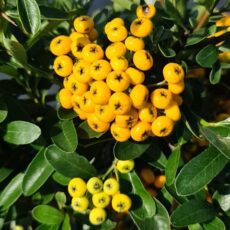 5023242999265 1 Pyracantha coccinea Sunny Star.jpg
